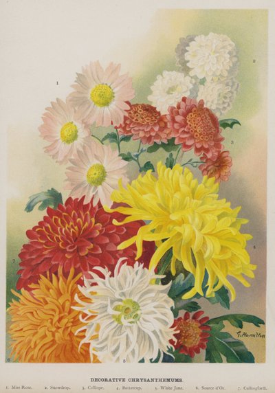 Decorative Chrysanthemums by Unbekannt Unbekannt